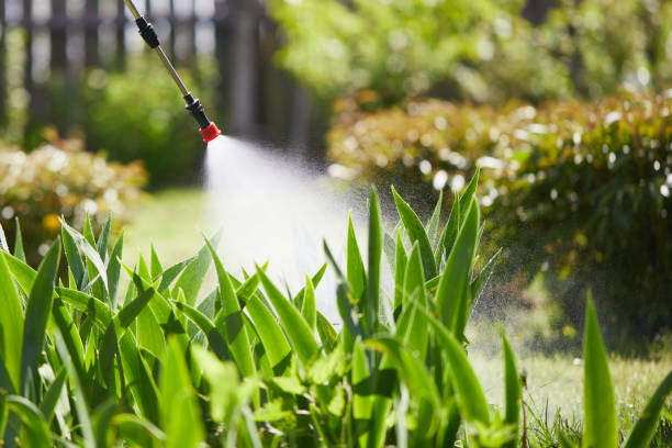 24/7 Emergency Termite Control experts in Des Plaines, IL